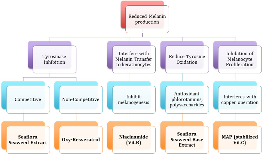 Seabright Moisturizer research graph - Seaflora Skincare Seabright Moisturizer research graph