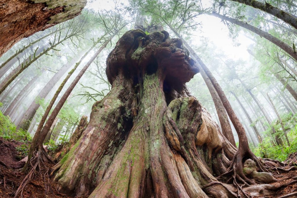gnarly-tree-avatar-grove-bc - Seaflora Skincare old-growth tree