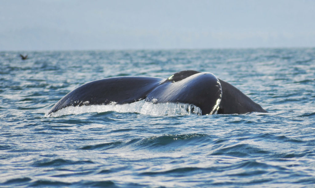Pacific Ocean Grey Whales Ucluelet