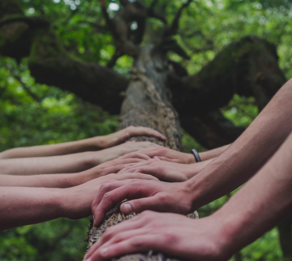 Save Our Ancient Forests on Vancouver Island - Seaflora Skincare Seaflora Purchases Help Save Our Ancient Forests