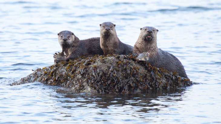 Vancouver Island Otters on Rock with Rockweed - Seaflora Skincare Vancouver Island Otters on Rock with Rockweed