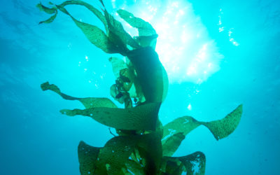 7 Ways Seaweed Helps In Skin Repair