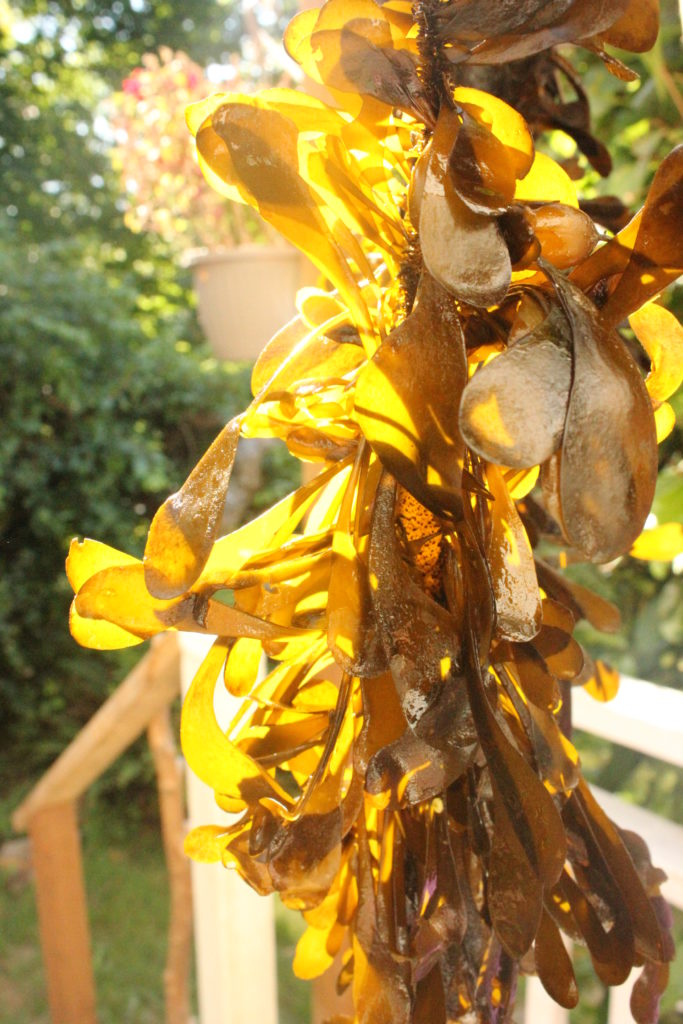 Feather Boa Kelp Tofino B.C.