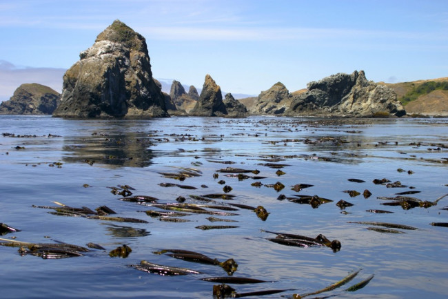 Kelp Forest Canada