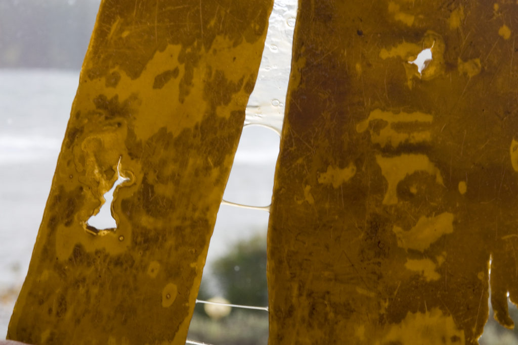 The Future is Seaweed!