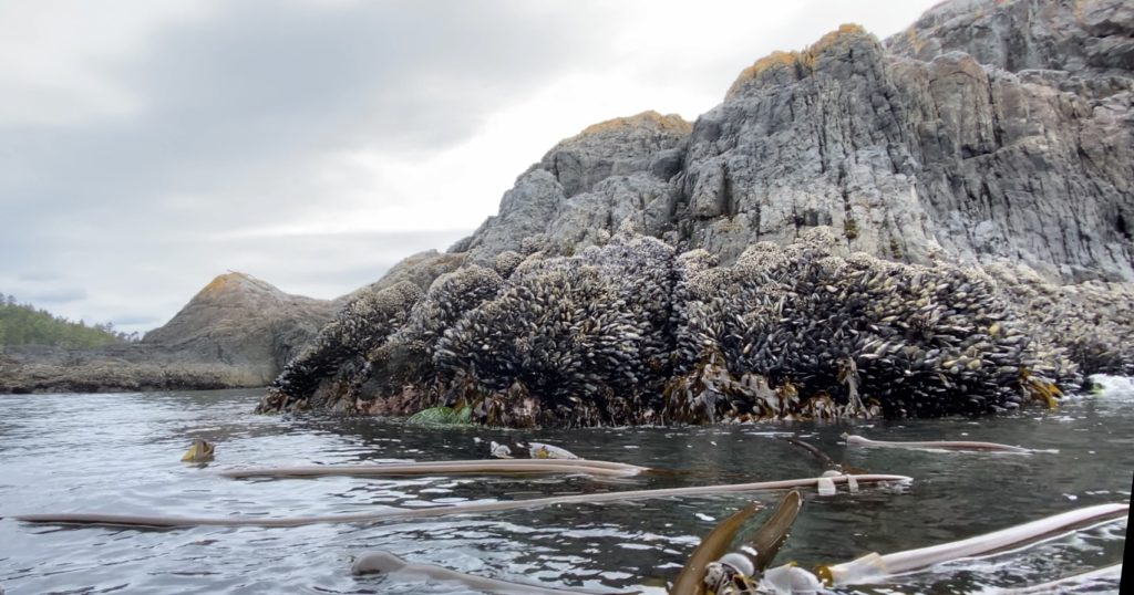 Top 5 Reasons you Should Consider a Seaweed Based Skincare Product