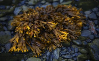Vitamins, minerals and bioactives of seaweed