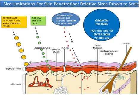 skin diagram - Seaflora Skincare skin diagram
