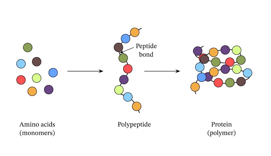 peptides and amino acids