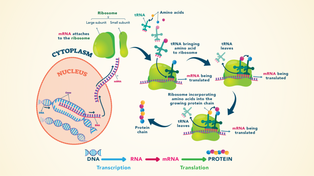 Amino acids diagram