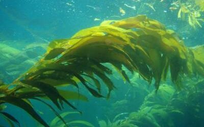 Underwater giant kelp