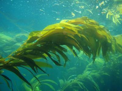 Underwater giant kelp