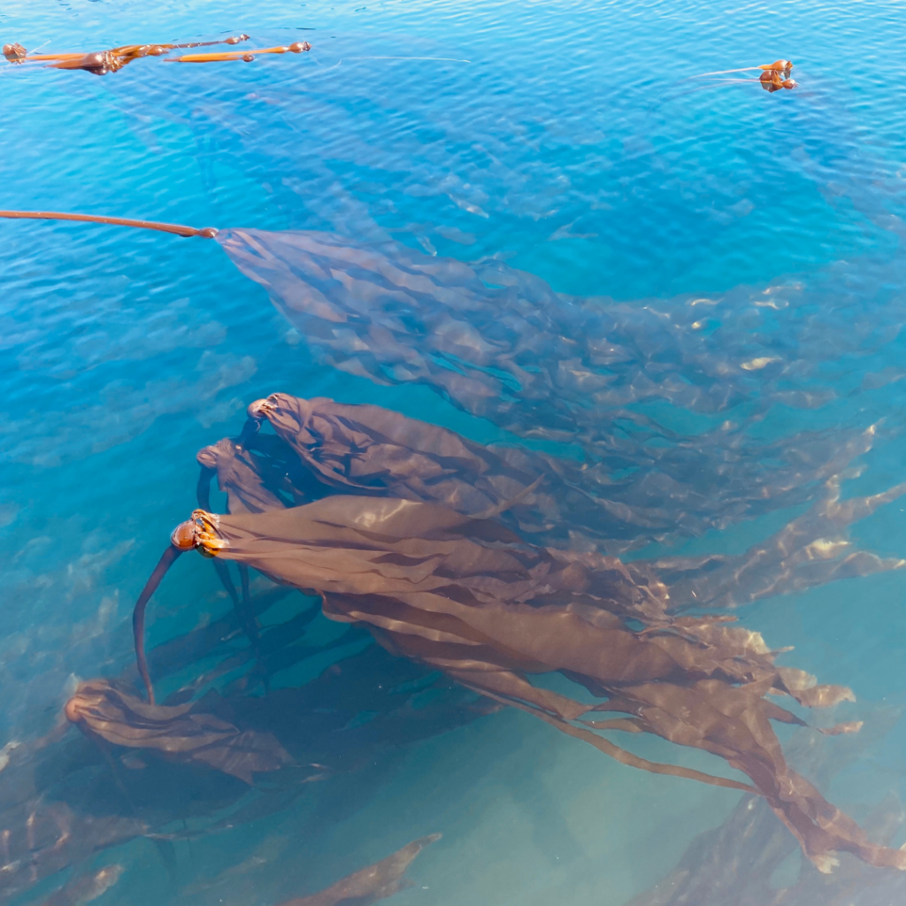 28 - Seaflora Skincare Natural retinol A alternatives