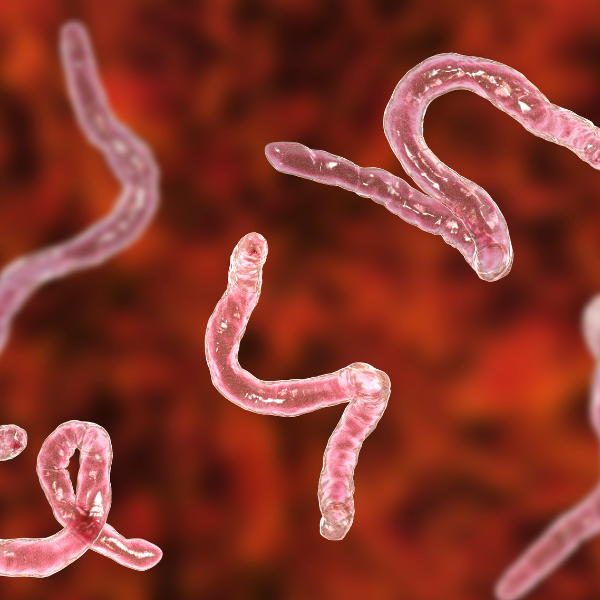 Blood Parasites - Seaflora Skincare microbiome health