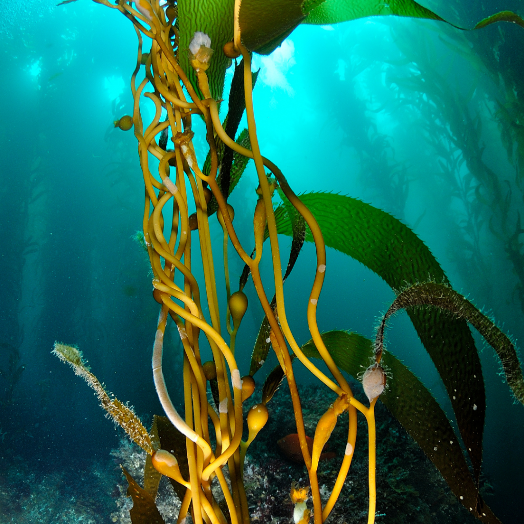 Look younger naturally with seaweed skincare