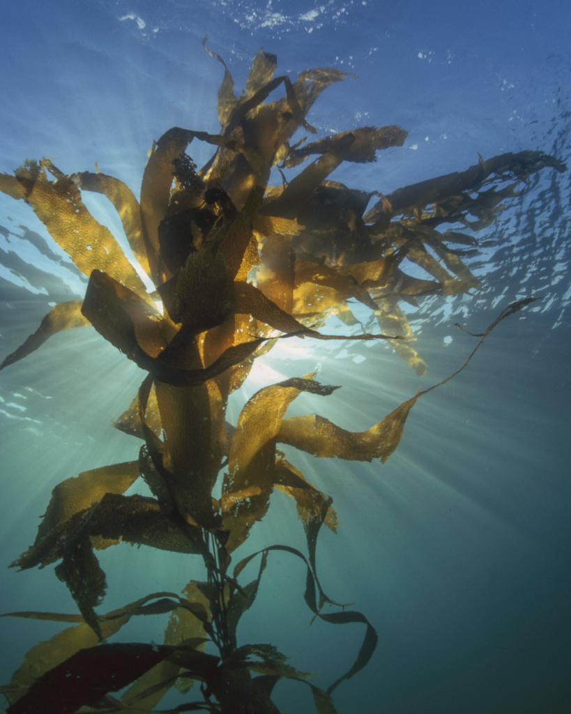 Seaweed floating underwater which contains Collagen.