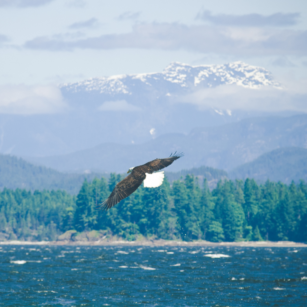 Canadian-Clean-Beauty-Brands - Seaflora Skincare