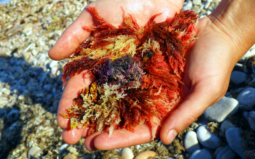 red algae - Seaflora Skincare