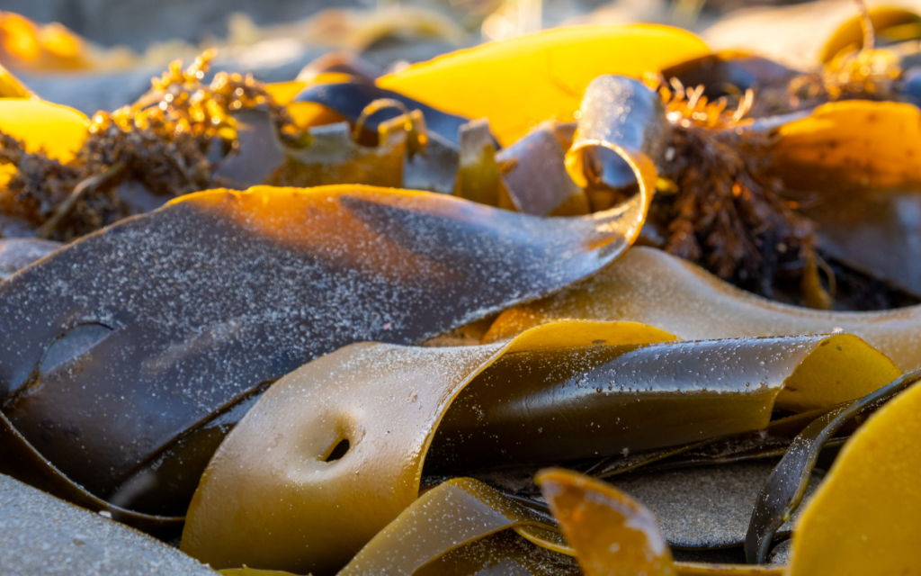 bull kelp - Seaflora Skincare polyphenols found in brown seaweeds