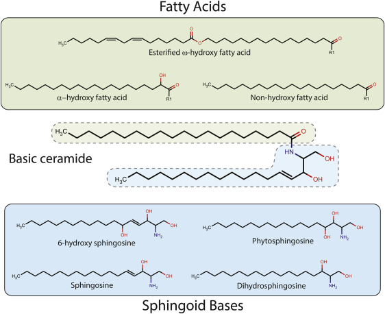 Fatty Acids