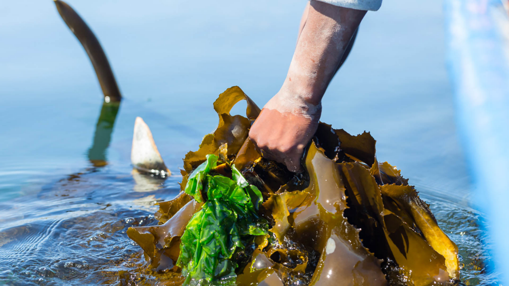 Seaweed being hand-harvested from the ocean.