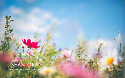 A vibrant spring meadow filled with colorful flowers under a clear blue sky, featuring the Seaflora Skincare logo in the foreground.