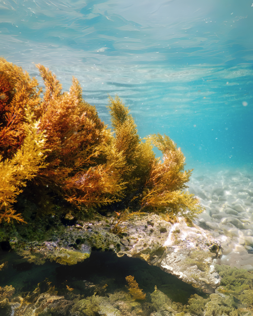 Brown Seaweed where Squalene is found.