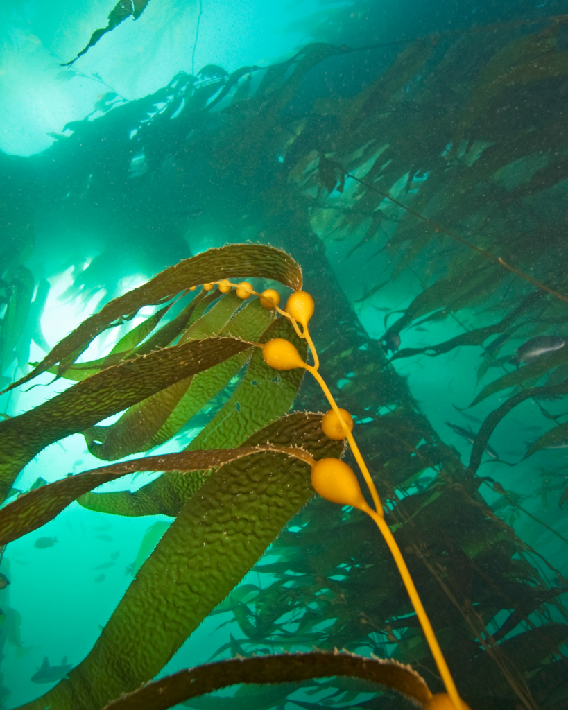 Seaweed where MAA's are found that contain UV protection.