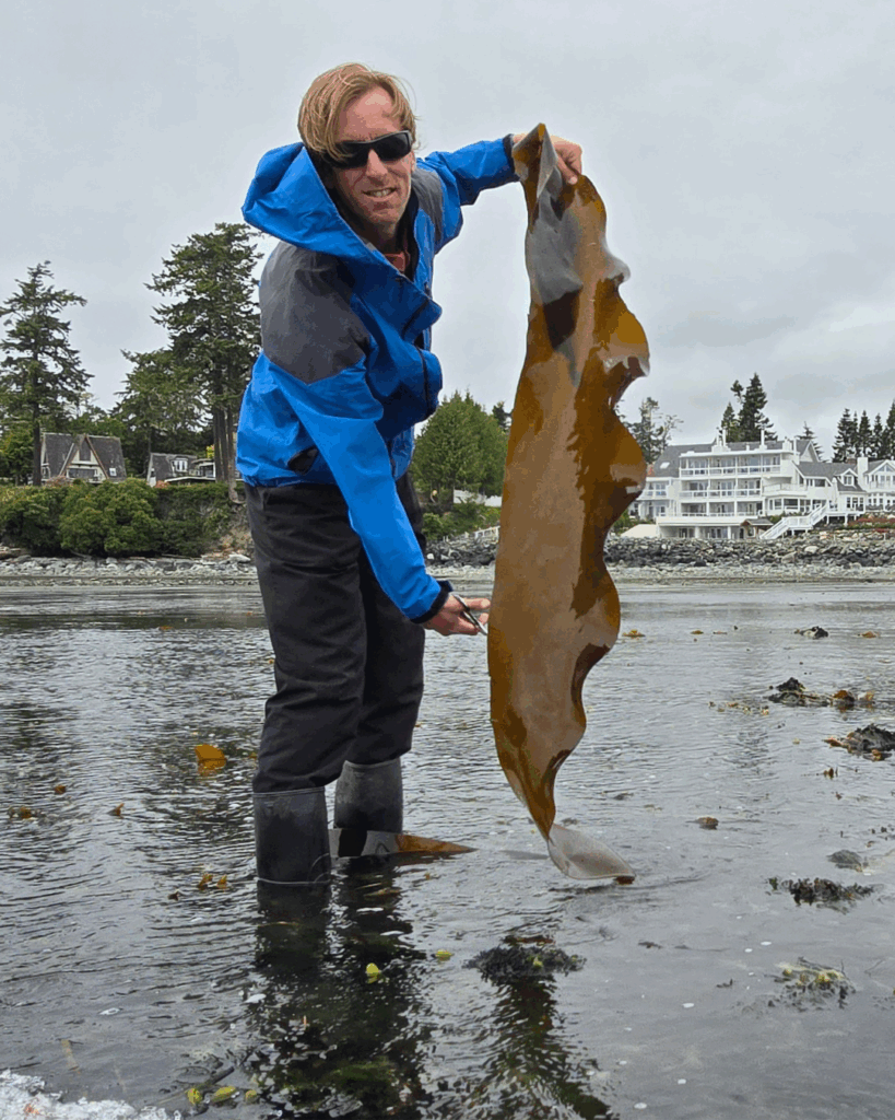 Adam- our CEO of Seaflora hand-harvesting Seaweed locally.