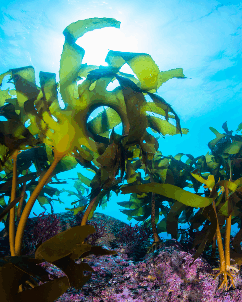 An image of Seaweed underwater which contains Vitamin C.