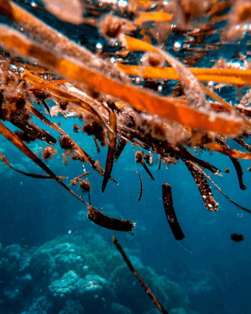 Seaweed underwater which contains antioxidants.