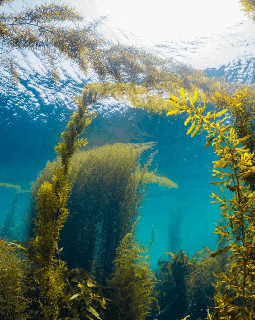 Underwater Seaweed used for Seaflora's 'product of canada'
