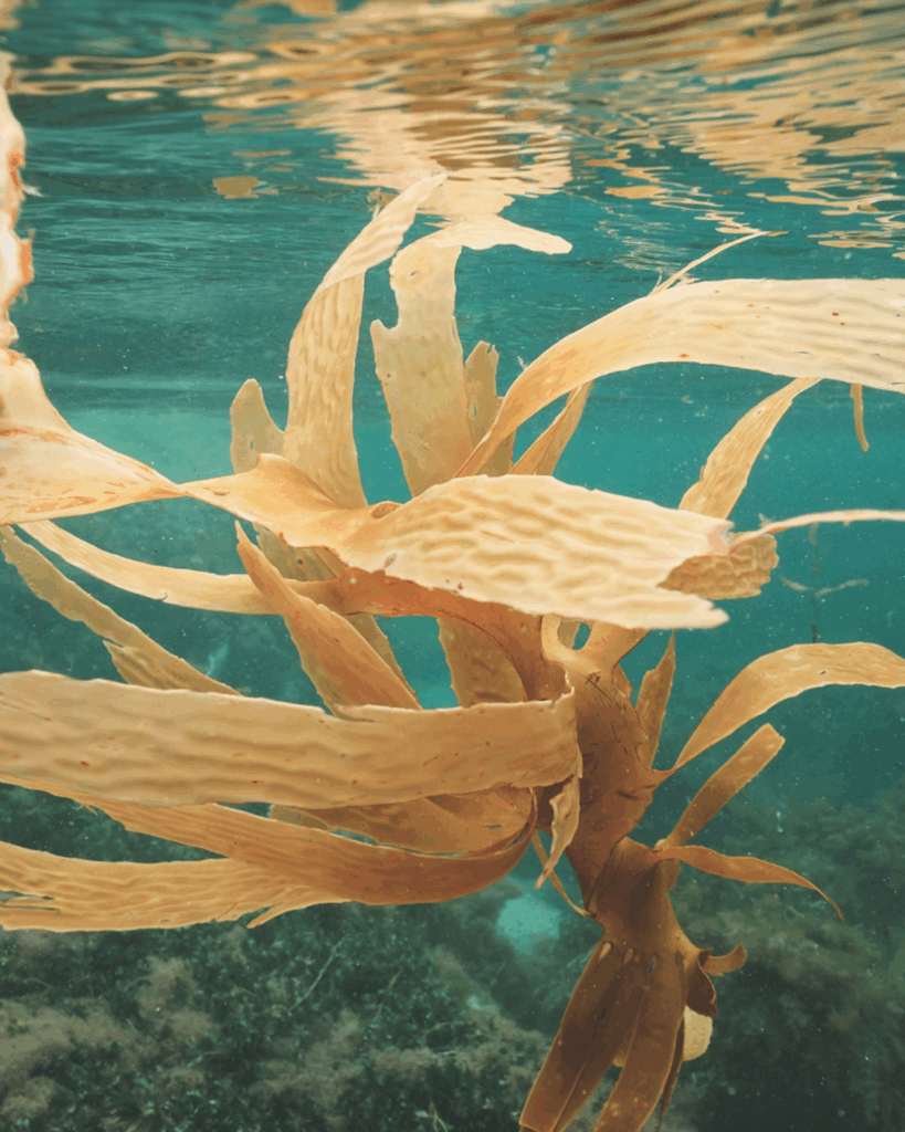Seaweed that is incorporated into Seaflora's Natural Sun Shield.
