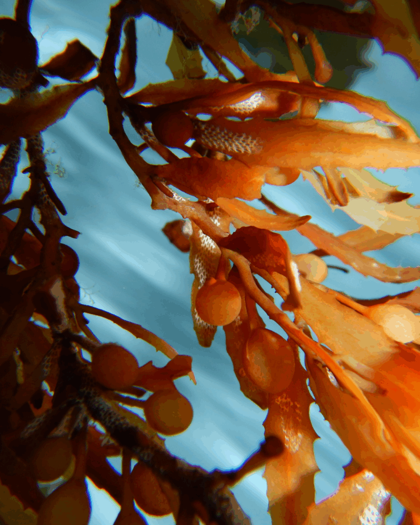 Underwater Seaweed that represent Blue Mind.