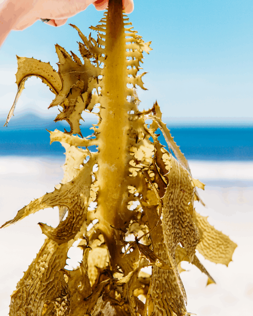 Seaweed