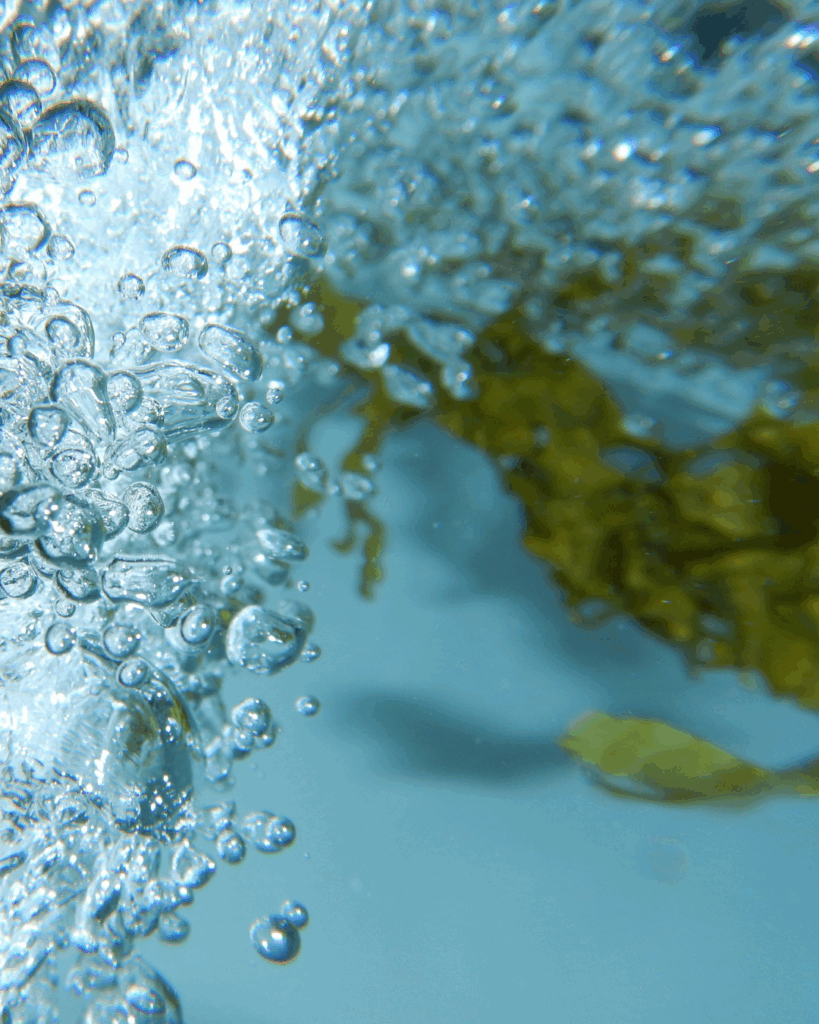 Seaweed Producing Oxygen Bubbles Underwater - Seaflora Skincare Underwater seaweed that Seaflora use in their skincare products.