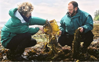 Diane Bernard (The Seaweed Lady) and a gentleman kneeling at low tide on Whiffin Spit in Sooke, BC, inspecting raw, wild-harvested seaweed.