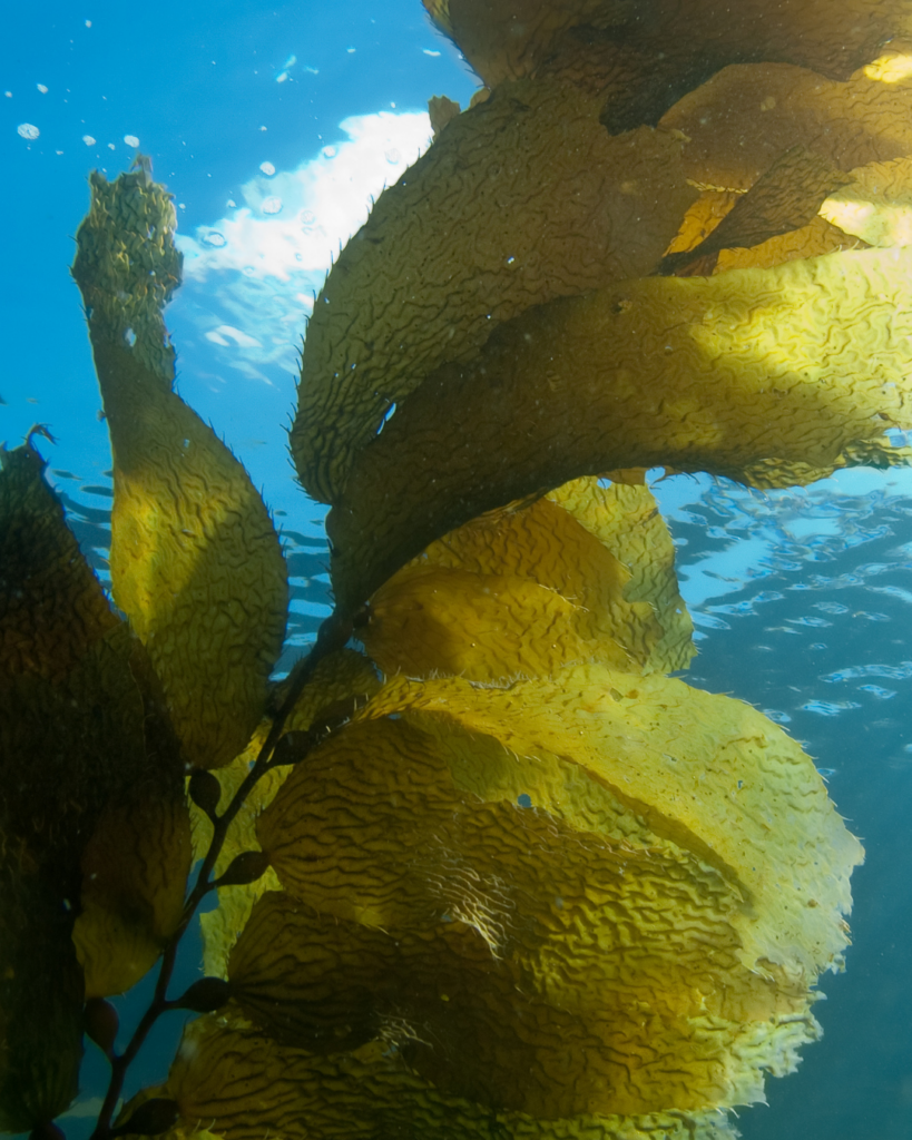 Underwater Seaweed