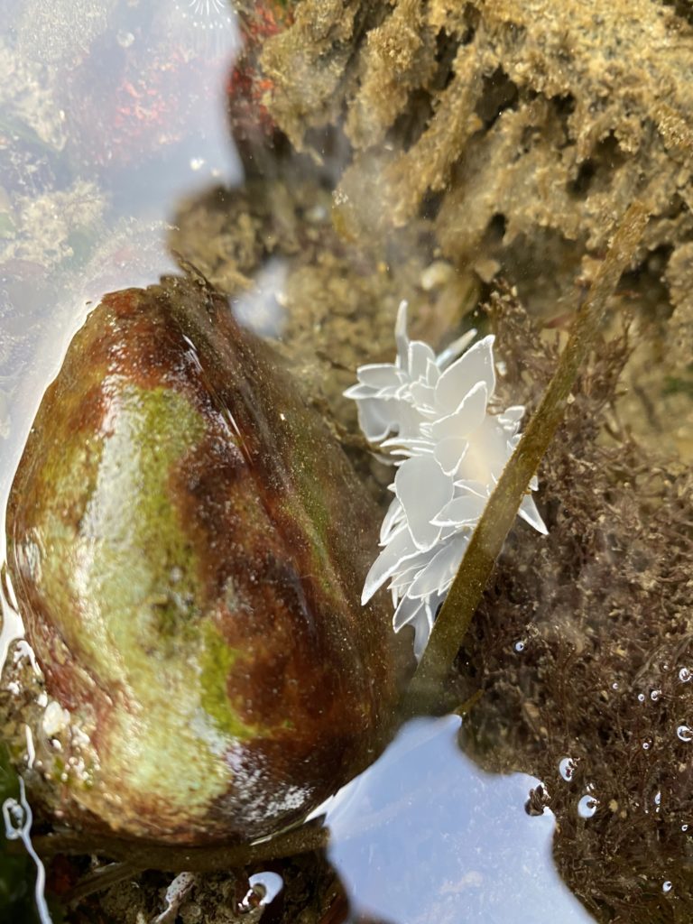 Nudibranch