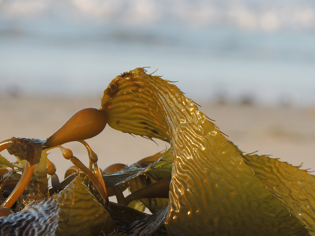 The Future is Seaweed! - Seaflora Skincare The Future is Seaweed!