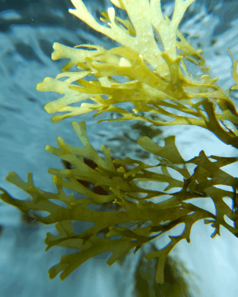 Nature’s Detox: Seaweed Floating Beneath the Surface - Seaflora Skincare Seaweed which helps with the detoxification of the skin.
