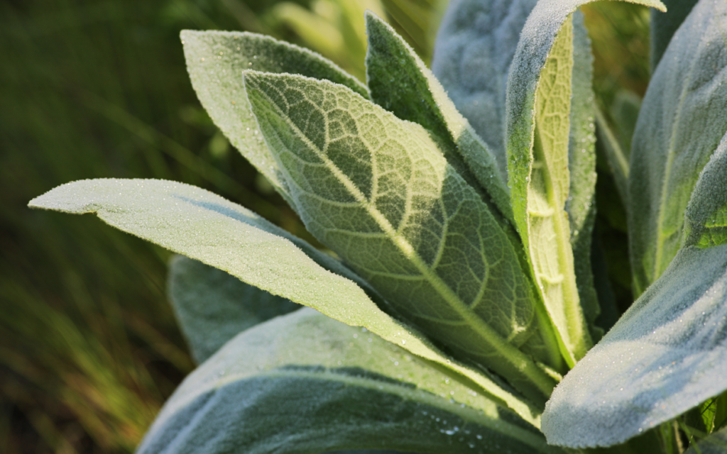 mullein leaf - Seaflora Skincare