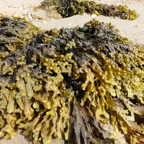 fucus also known as bladderwrack