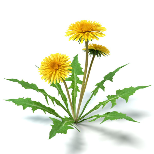 healthy natural skincare