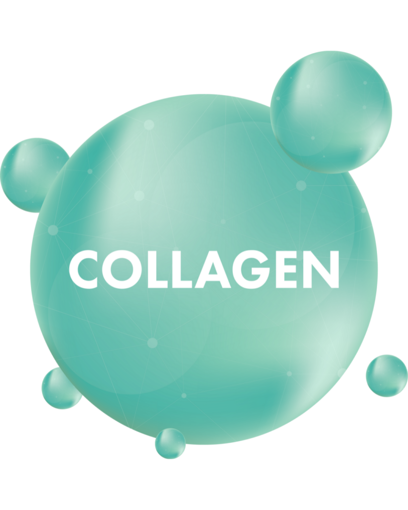 A collagen protein molecule.