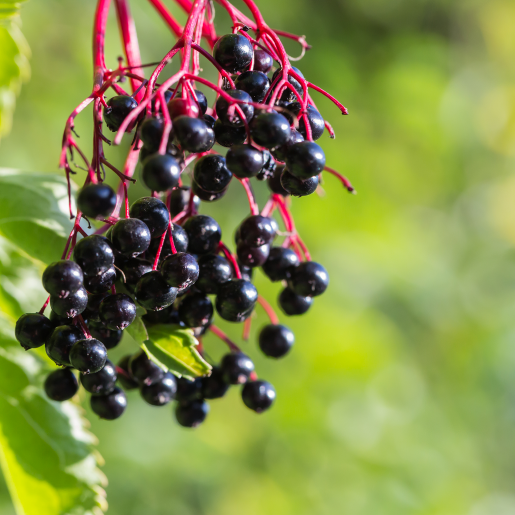 elderberry - Seaflora Skincare