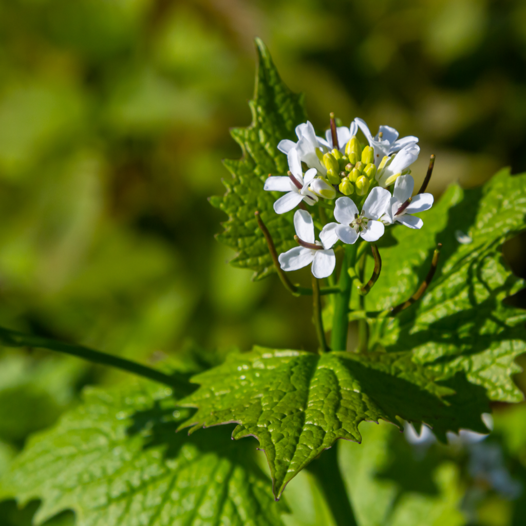 garlic mustard - Seaflora Skincare