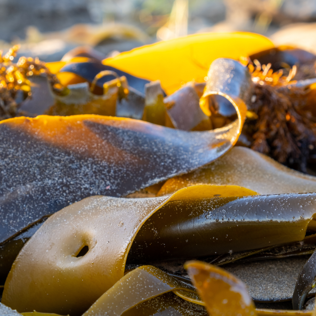 bull kelp - Seaflora Skincare polyphenol found in brown seaweeds to help with perioral dermatitits