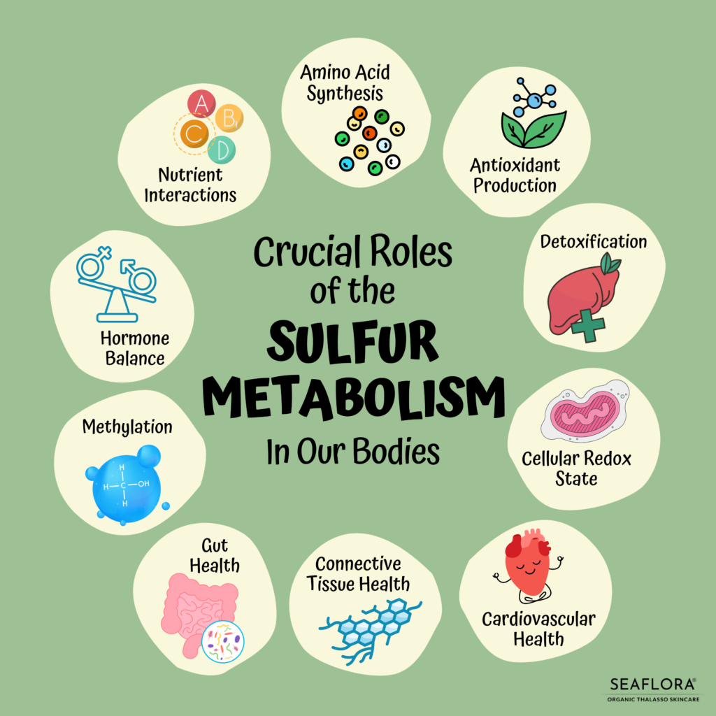 sulfur metabolism 1 - Seaflora Skincare