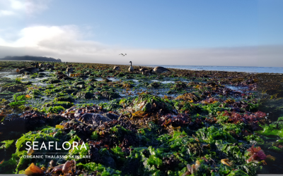 Whiffin Spit at low tide with seaweed-covered shoreline, geese and seabirds in the distance, ocean waves and clouds on the horizon, featuring Seaflora Skincare logo overlay.